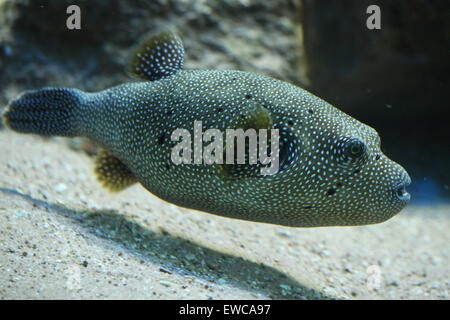 Stripped-Kugelfisch (Arothron meleagris), auch bekannt als der Goldpuffer. Stockfoto