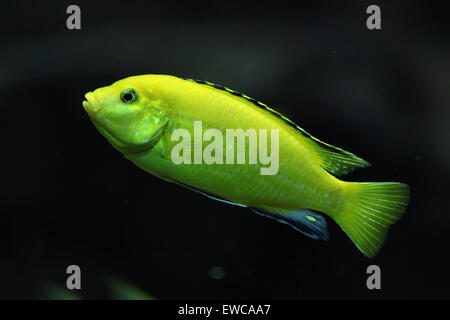 Kanarische Buntbarsch (Labidochromis Caeruleus) im Frankfurter Zoo in Frankfurt Am Main, Hessen, Deutschland. Stockfoto