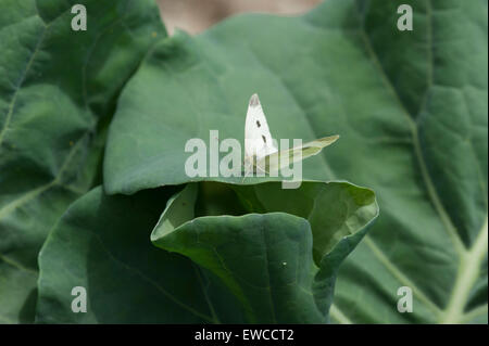 Kohl weißen (kleine weiße) Schmetterling Verlegung auf Brokkoli Eiern Stockfoto