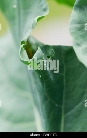 Kohl weißen (kleine weiße) Schmetterling Eiern auf Brokkoli Stockfoto