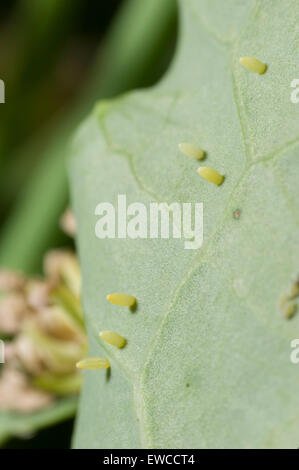 Kohl weißen (kleine weiße) Schmetterling Eiern auf Brokkoli Stockfoto