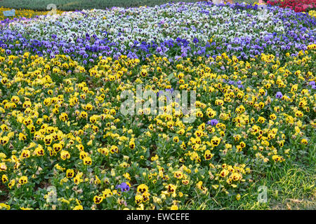 Bunte Stiefmütterchen in Chiang Rai, Thailand Stockfoto