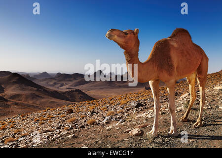 Kamel in der Wüste Sahara, Hoggar-Gebirge, Algerien Stockfoto