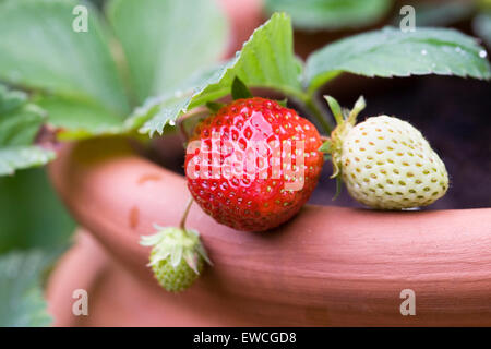 Erdbeeren wachsen in einem Terrakotta-Topf. Stockfoto