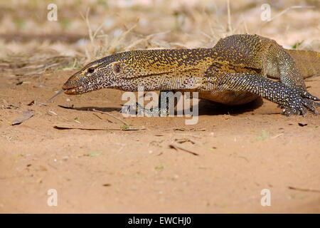 Porträt der Nilwaran Varanus Niloticus Kenia Stockfoto