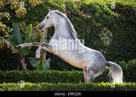 Arabisches Pferd. Grauer Hengst Aufzucht in einem Garten. Ägypten Stockfoto