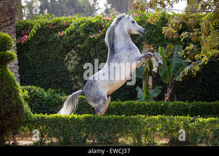 Arabisches Pferd. Grauer Hengst Aufzucht in einem Garten. Ägypten Stockfoto