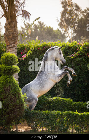 Arabisches Pferd. Grauer Hengst Aufzucht in einem Garten. Ägypten Stockfoto