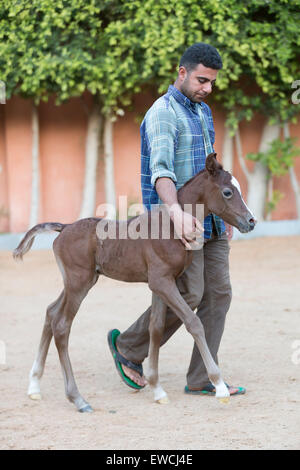 Arabisches Pferd. Bräutigam führt ein Bucht Filly-Fohlen. Ägypten Stockfoto