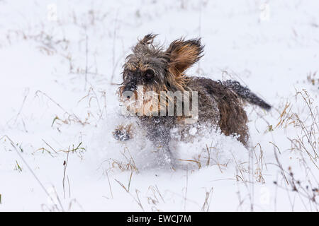 Rauhaar Dackel. Erwachsenen im Schnee laufen. Deutschland Stockfoto