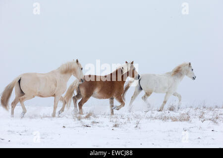 Inländische Pferd. Drei Pferde traben auf einem verschneiten Weide. Deutschland Stockfoto