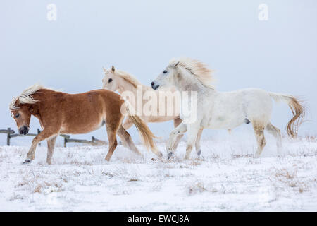 Inländische Pferd. Drei Pferde traben auf einem verschneiten Weide. Deutschland Stockfoto