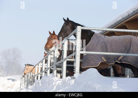 Rein spanische Pferd, andalusischen. Pferde mit Decken in ihren Boxen in einem Paddock im Winter. Deutschland Stockfoto