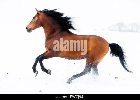 Rein spanische Pferd, andalusischen. Bucht Hengst im Galopp auf einer verschneiten Weide. Deutschland Stockfoto