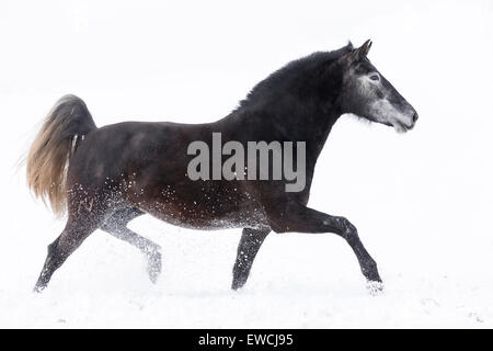 Rein spanische Pferd, andalusischen. Graue Stute im Trab auf einer verschneiten Weide. Deutschland Stockfoto