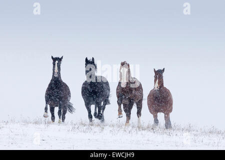 Warmblut. Vier Pferde im Galopp auf einer verschneiten Weide in fallenden Schnee. Deutschland Stockfoto