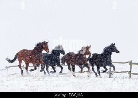 Warmblut. Vier Pferde im Galopp auf einer verschneiten Weide in fallenden Schnee. Deutschland Stockfoto