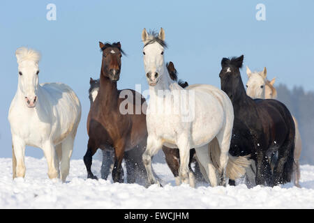 Rein spanische Pferd, andalusischen. Auf einer verschneiten Weide Herde. Deutschland Stockfoto