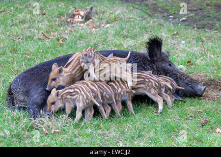 Wildschwein (Sus Scrofa). Säugende Ferkel zu säen. Deutschland Stockfoto