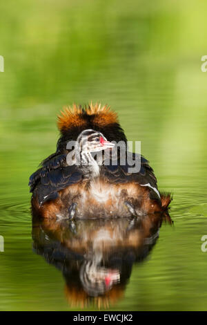 Slawonische Grebe. Ohrentaucher (Podiceps Auritus). Eltern-Vogel Küken auf dem Rücken tragen, gesehen von hinten, Schweden Stockfoto