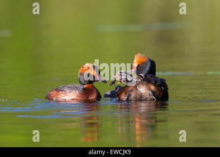 Slawonische Grebe. Ohrentaucher (Podiceps Auritus). Elternvögel mit Küken auf dem Wasser. Schweden Stockfoto
