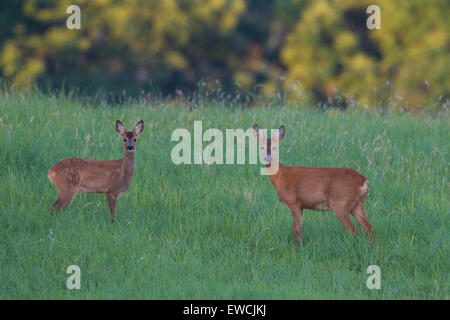 Reh (Capreolus Capreolus). Damhirschkuh mit Kitz im Juli. Schweden Stockfoto