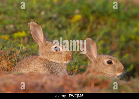 Europäischen Kaninchen (Oryctolagus Cuniculus). Zwei junge am Eingang zur Höhle. Schweden Stockfoto