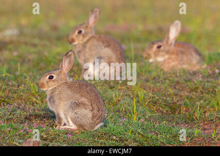 Europäischen Kaninchen (Oryctolagus Cuniculus). Erwachsener mit Jugendlichen auf dem Rasen. Schweden Stockfoto