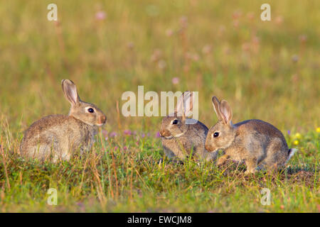 Europäischen Kaninchen (Oryctolagus Cuniculus). Drei jungen auf einer Wiese. Schweden Stockfoto