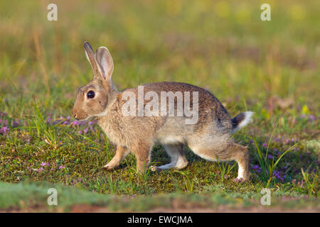 Europäischen Kaninchen (Oryctolagus Cuniculus). Jungen auf einer Wiese. Schweden Stockfoto