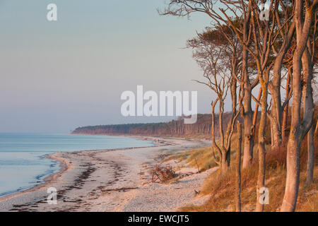 Westküste von dem Darß. Halbinsel von Fischland-Darß-Zingst, Western Pomerania Nationalpark Boddenlandschaft, Mecklenburg-Vorpommern P Stockfoto
