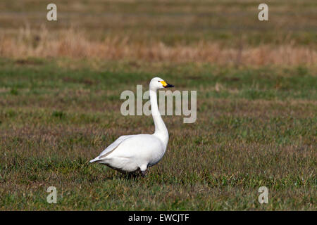 Bewick Schwan, Tundra-Schwan (Cygnus Bewickii, Cygnus Columbianus Bewickii) stehen auf einer Wiese. Deutschland Stockfoto