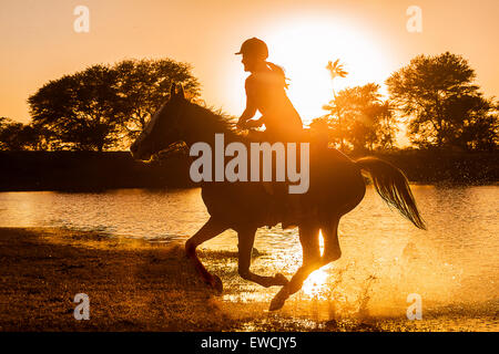 Kathiawari Pferd. Frau Reiter im Galopp auf einem Fuchsstute Silhouette gegen die untergehende Sonne. Rajasthan, Indien Stockfoto