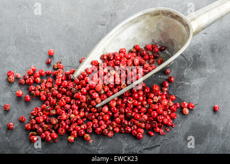 Schöne Nahaufnahme Auswahl von roter Paprika Stockfoto