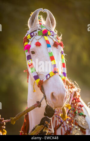 Marwari Pferde. Porträt der dominanten weißen Stute dekoriert mit bunten Kopfbedeckungen. Rajasthan, Indien Stockfoto