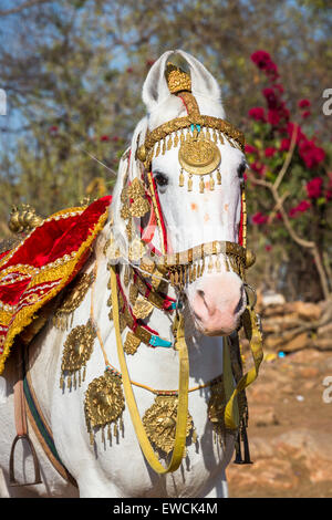 Marwari Pferde. Porträt der dominanten weißen dekoriert Tanz Pferd, aufwendig. Rajasthan, Indien Stockfoto