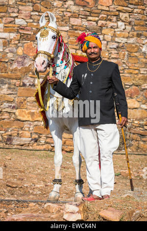 Marwari Pferde. Dominanten weißen Pferd tanzen dekoriert mit bunten Kopfbedeckungen mit seinem stolzen Besitzer. Rajasthan, Indien Stockfoto