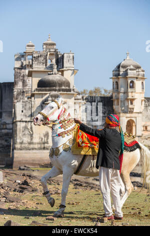 Marwari Pferde. Dominanten weißen Pferd tanzen dekoriert mit bunten Kopfbedeckungen, die Durchführung einer Piaffe vor einem Chittorgarh Fort Stockfoto