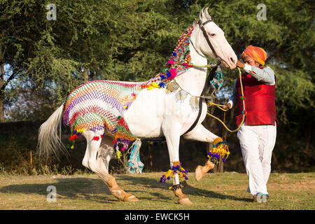 Marwari Pferde. Dominierende weiße Stute eine Piaffe während eines Tradional Pferd Tanzes durchführen. Rajasthan, Indien Stockfoto