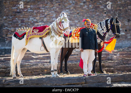 Marwari Pferde. Paar verzierte tanzenden Pferden mit stolzer Besitzer. Rajasthan, Indien Stockfoto
