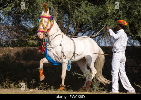 Marwari Pferde. Dominierende weiße Stute eine Piaffe während eines traditionellen Pferd Tanzes durchführen. Rajasthan, Indien Stockfoto