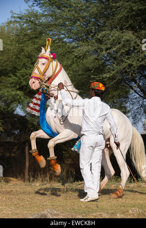 Marwari Pferde. Dominierende weiße Stute während eines traditionellen Pferd Tanzes Aufzucht. Rajasthan, Indien Stockfoto