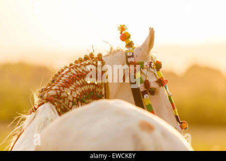 Marwari Pferde. Dominierende weiße Stute als traditionelle tanzende Pferd verkleidet. Rajasthan, Indien Stockfoto