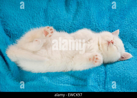 British Longhair Katze. Weiße Kätzchen schlafen auf einer blauen Decke. Deutschland Stockfoto