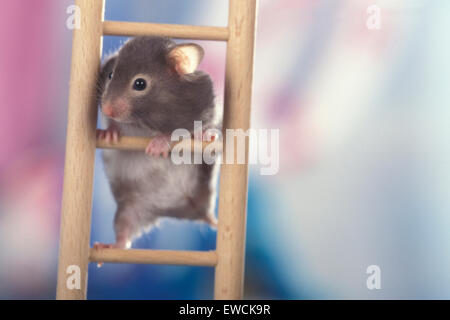 Goldhamster, Haustier Hamster (Mesocricetus Auratus). Erwachsenen auf eine Leiter klettern. Deutschland Stockfoto