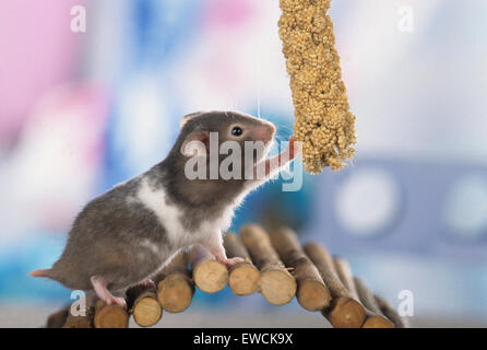 Goldhamster, Haustier Hamster (Mesocricetus Auratus). Erwachsenen auf einer kleinen Holzbrücke Foxtail Hirse essen wollen. Deutschland Stockfoto