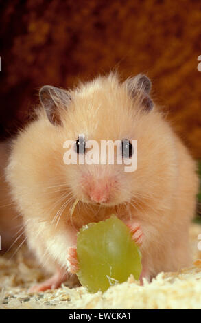 Goldhamster, Haustier Hamster (Mesocricetus Auratus). Teddy Hamster Essen weiße Rebsorte. Deutschland Stockfoto