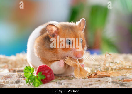 Goldhamster, Haustier Hamster (Mesocricetus Auratus). Erwachsene essen rohen Nudeln. Deutschland Stockfoto