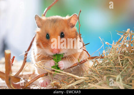 Goldhamster, Haustier Hamster (Mesocricetus Auratus). Erwachsenen Petersilie zu essen. Deutschland Stockfoto