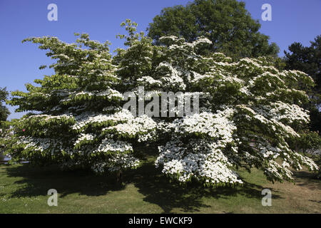 DEU, Deutschland, Hartriegel Strauch (lat. Cornus). Stockfoto